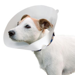 abces pus plaie chien chat