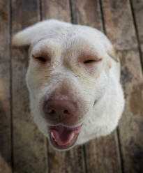 chien gratte a sang