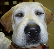gonflement face