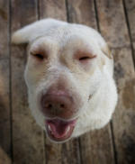 chien gratte a sang