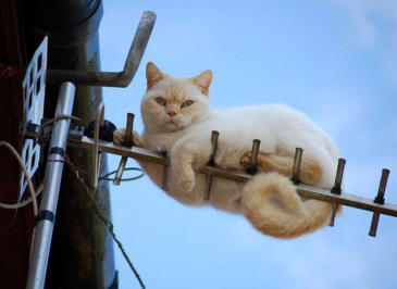 chat tombe balcon