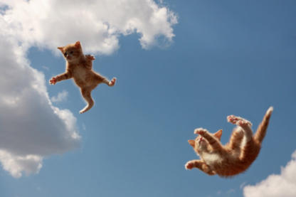 chutte chat etage