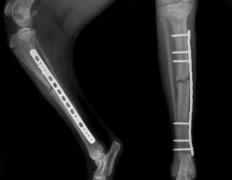 chirurgie orthopedique chat chien