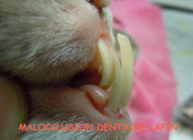 lapin probleme dents
