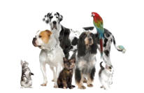 veterinaire de garde