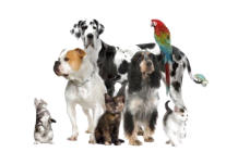 veterinaire en urgence
