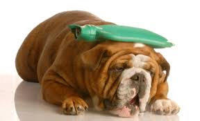 comment faire vomir chien