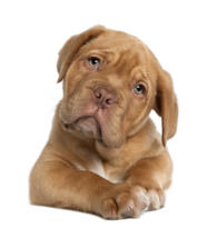 nouveaux-ns chien chat