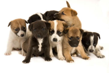 chienne pousse sans resultat