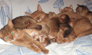 chaton chiot coince