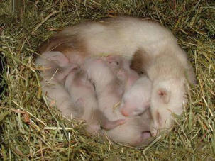 furet epuise