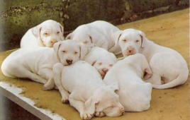 mise-bas chiot chaton