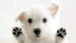 accouchement chienne