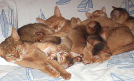 chaton chiot coince