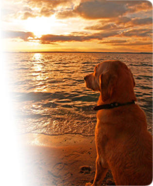 euthanasier son animal