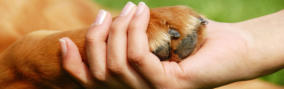 crematorium cendre animaux