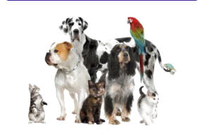conseils veterinaire en cas d urgence
