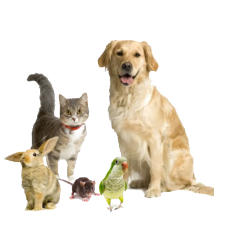 veterinaire de garde nivelles