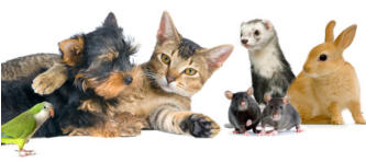 chien chat urgence vtrinaire