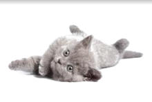 veterinaire visite domicile