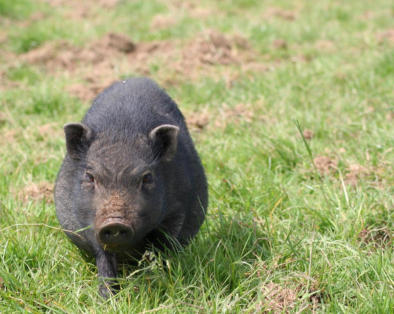transport capture mouton agneau brebis