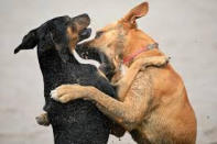 bagarre chien mordu