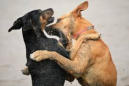 bagarre chien mordu