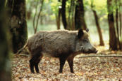 transport capture sanglier porc cochon