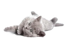 veterinaire de garde nivelles