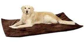 deplacer chien malade