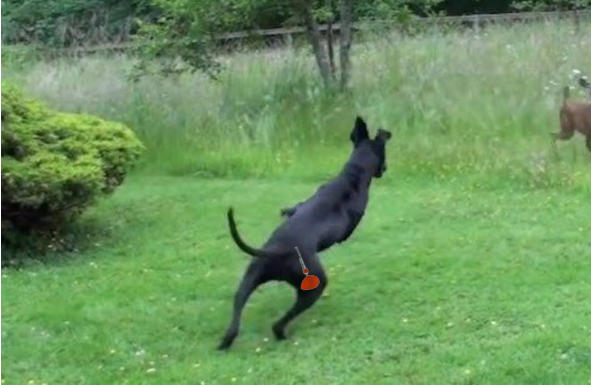 anesthesier a distance chien