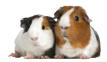 cobaye cochon d inde veterinaire de garde
