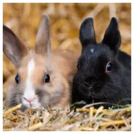 urgence veterinaire