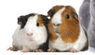 cobaye cochon d inde veterinaire de garde