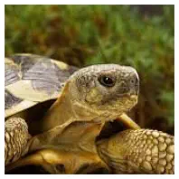 veterinaire en urgence