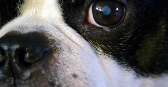 veterinaire de garde braine-le-comte