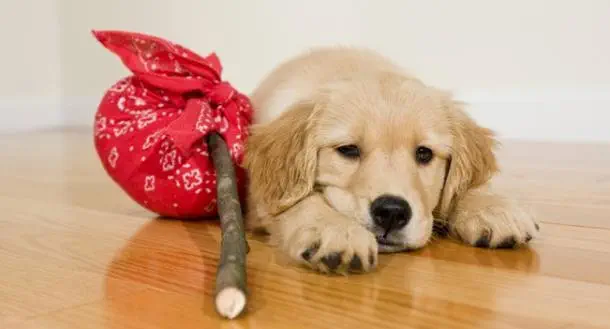 veterinaire de garde lillois