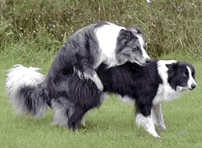 veterinaire de garde petit-roeulx