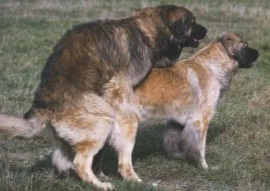 veterinaire de garde petit-roeulx