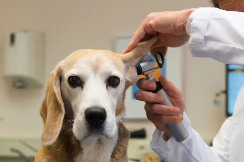 veterinaire de garde pont-a-celles